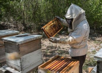 Uso de pesticidas y herbicidas provoca muerte de abejas