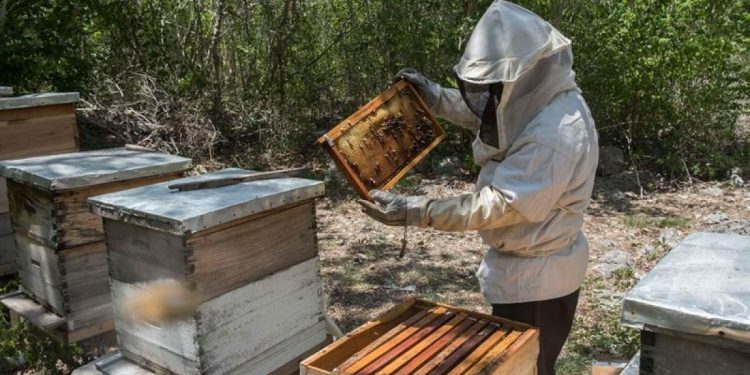 Uso de pesticidas y herbicidas provoca muerte de abejas