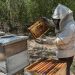 Uso de pesticidas y herbicidas provoca muerte de abejas