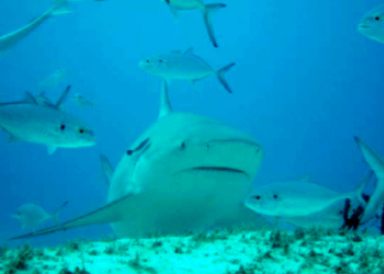 Tiburón muerde a un adolescente en Mahahual