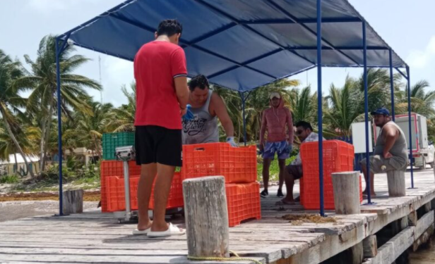 Elevan costo de langosta en Tulum ante escasez