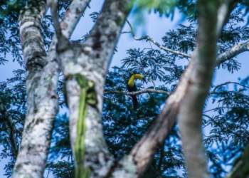 Belice forma parte de los 25 destinos más increíbles de 2022: National Geographic