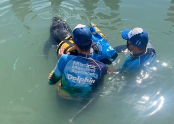 Después de grandes esfuerzos de expertos veterinarios por salvarle la vida, fallece Dicko