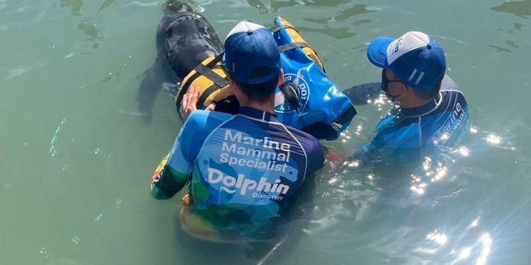 Después de grandes esfuerzos de expertos veterinarios por salvarle la vida, fallece Dicko