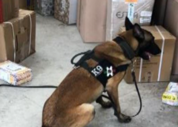 Elemento canino detecta paquete con tres kilos de droga en Playa del Carmen