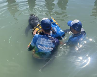 Veterinarios de Dolphin Discovery Los Cabos salvan la vida de un delfín atrapado en una red de pesca
