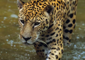 Ataque de jaguares en Xenotes de Xcaret deja hospitalizada a fotografa