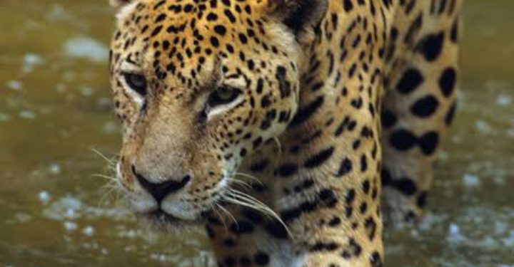 Ataque de jaguares en Xenotes de Xcaret deja hospitalizada a fotografa