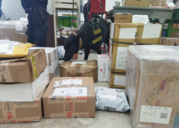 Unidad Canina asegura más de 30 kilos de narcóticos en lo que va del mes en Solidaridad