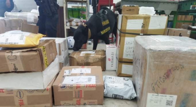 Unidad Canina asegura más de 30 kilos de narcóticos en lo que va del mes en Solidaridad