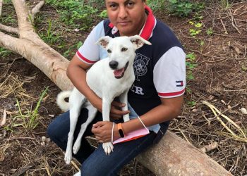 Mil 200 denuncias en Quintana Roo por maltrato animal