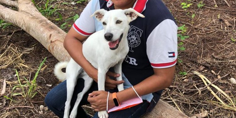 Mil 200 denuncias en Quintana Roo por maltrato animal