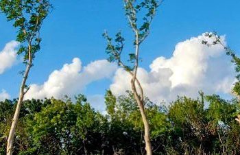En carretera Cancún-Tulum hubo rescate y trasplante de árboles; no tala