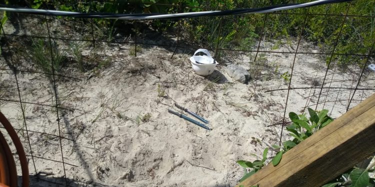 Denuncian presunto autorobo en obra del Hotel RIU de Isla Blanca