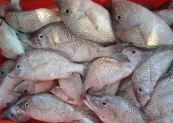 Expendedores de marisco esperan temporada de cuaresma