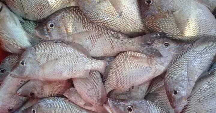 Expendedores de marisco esperan temporada de cuaresma