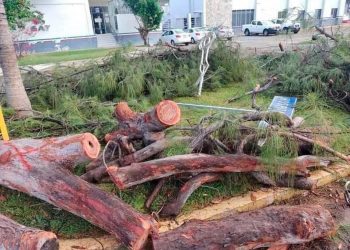 Sigue investigación ambiental por Tala de Árboles en el bulevar bahía de Chetumal