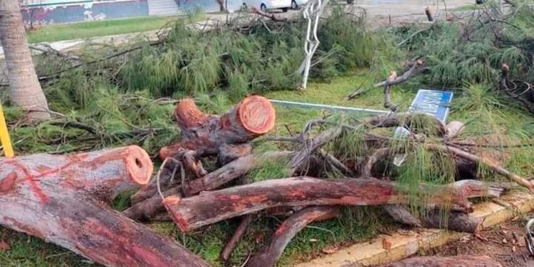 Sigue investigación ambiental por Tala de Árboles en el bulevar bahía de Chetumal