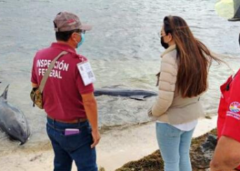 Inician investigación sobre la muerte de tres delfines hallados en Cancún