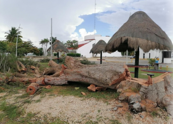 Impone multa Othón P. Blanco de 337 mil a Obras Públicas por Tala árboles de bulevar