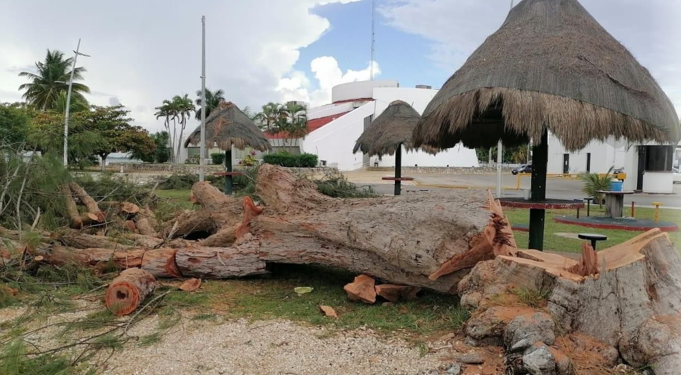 Impone multa Othón P. Blanco de 337 mil a Obras Públicas por Tala árboles de bulevar