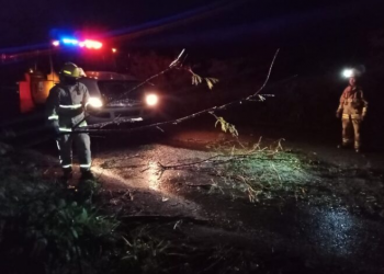 Fuertes vientos y lluvias ocasionaron que varios árboles se cayeran en Tizimín