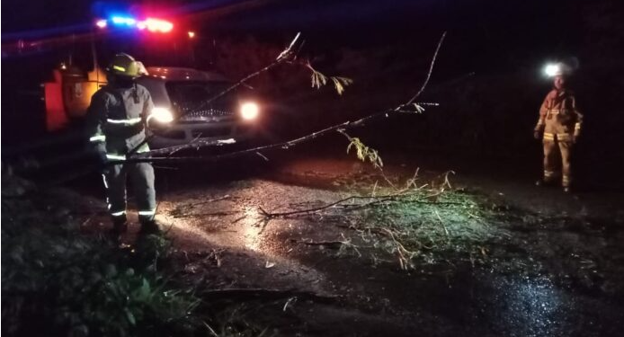 Fuertes vientos y lluvias ocasionaron que varios árboles se cayeran en Tizimín