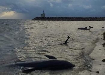 Encuentran tres delfines sin vida en Puerto Cancún