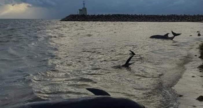 Encuentran tres delfines sin vida en Puerto Cancún