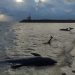 Encuentran tres delfines sin vida en Puerto Cancún