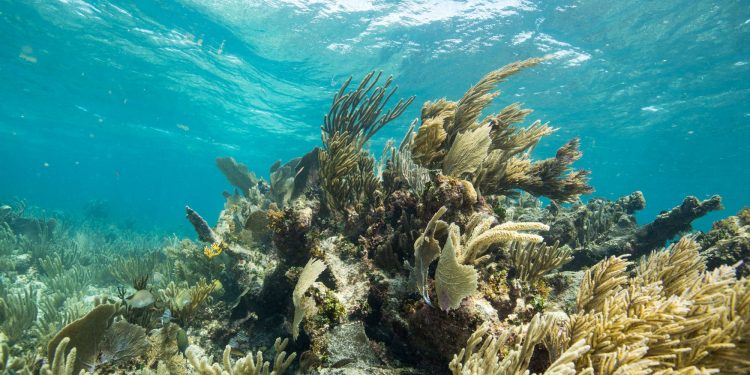 Aguakan atenta contra Arrecife Mesoamericano; ecocidio de lesa humanidad acusa activista