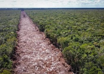 Tren Maya, peligro para Quintana Roo