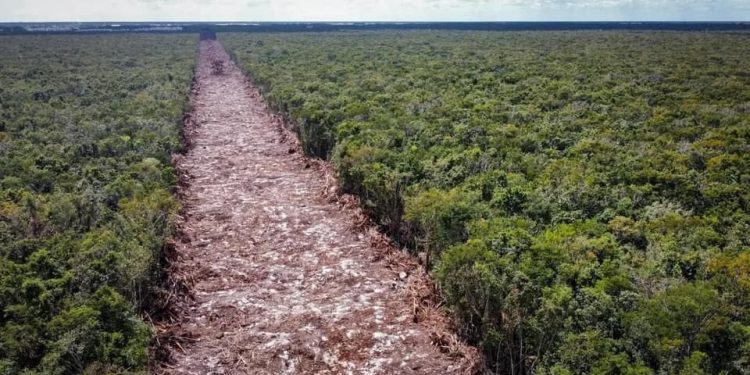 Tren Maya, peligro para Quintana Roo