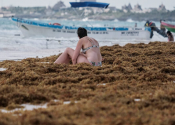La Red de Monitoreo de Sargazo anticipa recale en playas de Quintana Roo