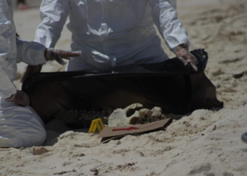Hallan restos humanos en playa Gaviota Azul de Cancún