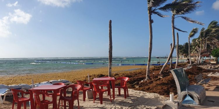 Siguen sin funcionar la estrategia de la Marina contra sargazo