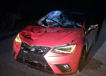 Automovilista se impacta contra ejemplar vacuno en carretera de Kantunilkín