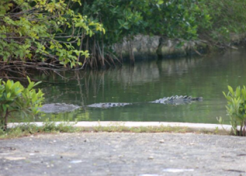 Cocodrilo es captado rondando con sus crías en la laguna Bojórquez de Cancún