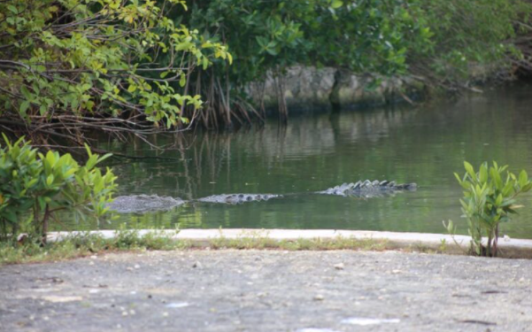 Cocodrilo es captado rondando con sus crías en la laguna Bojórquez de Cancún