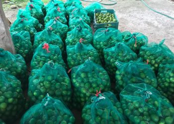 Limón es “oro” para la delincuencia