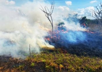 No hay detenidos por incendios provocados porque se carece de denuncias: Sema