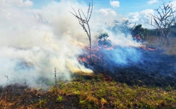 No hay detenidos por incendios provocados porque se carece de denuncias: Sema