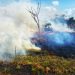 No hay detenidos por incendios provocados porque se carece de denuncias: Sema