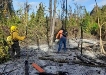 CONAFOR advierte que este año la temporada de incendios forestales estará muy activa