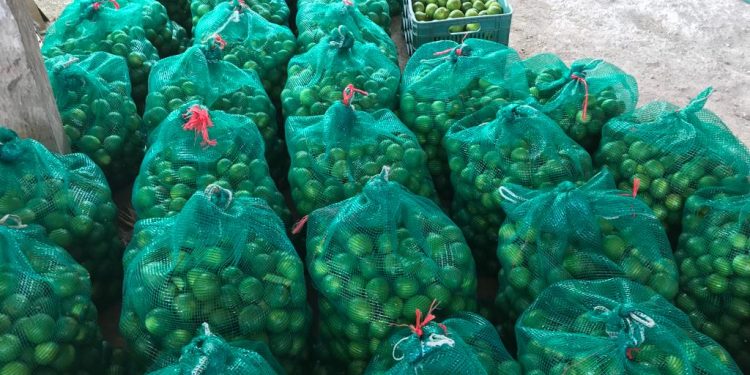 Limón es “oro” para la delincuencia