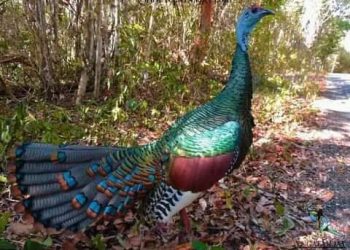 El Sip Kutz «Rey de los pavos del monte»