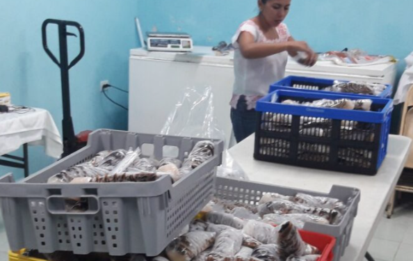 Pescadores de Cozumel detienen labores en cuaresma