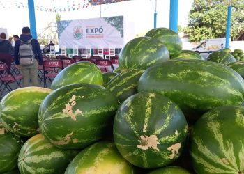 El campo de Quintana Roo recobra su dinamismo y crecimiento económico