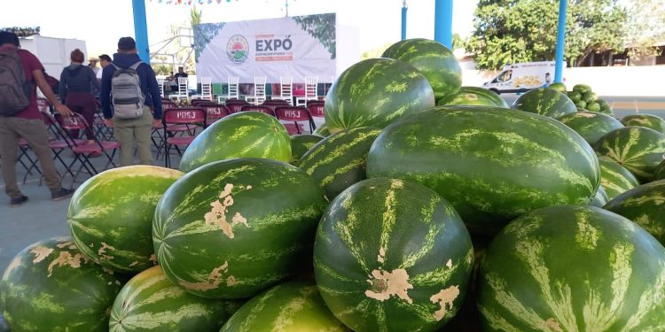 El campo de Quintana Roo recobra su dinamismo y crecimiento económico
