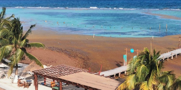 Empresarios lucharán contra sargazo